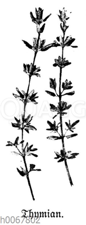 Thymian