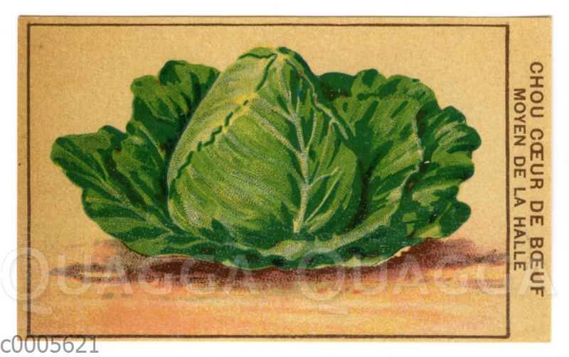 Samentütchen für Kohl