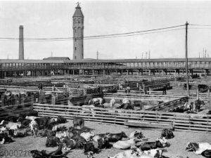 Ansicht eines Teils der Union Stockyards in Chicago