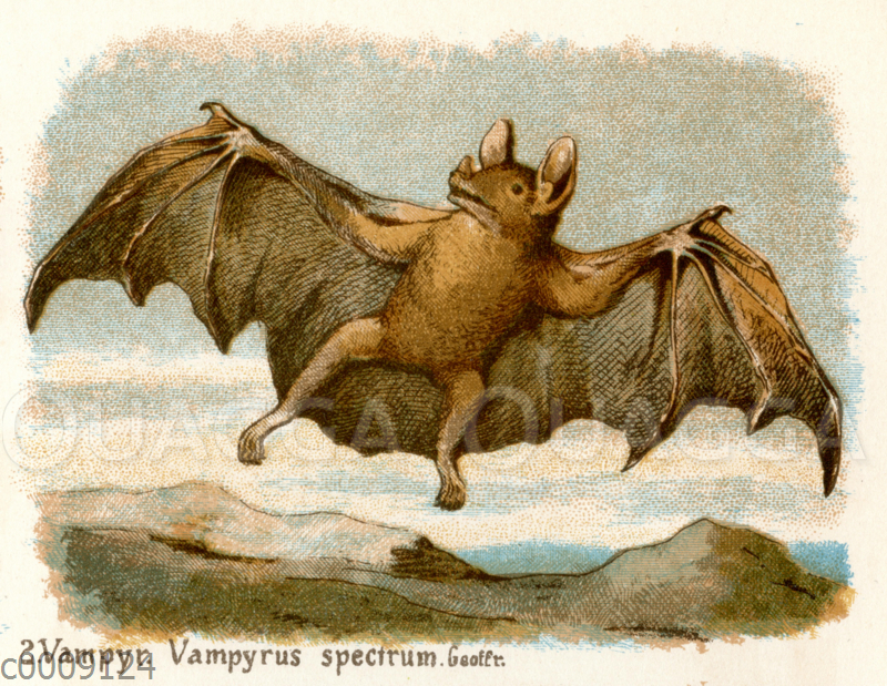 Vampir