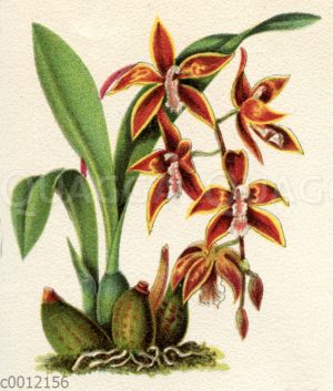 Odontoglossum radiatum;  Odontoglossum luteopurpureum