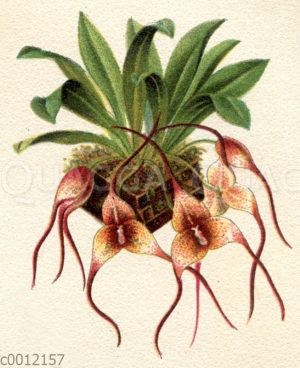 Masdevallia Roezlii