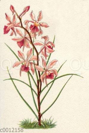 Vanda Kimballiana