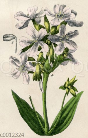 Gebräuchliches Seifenkraut