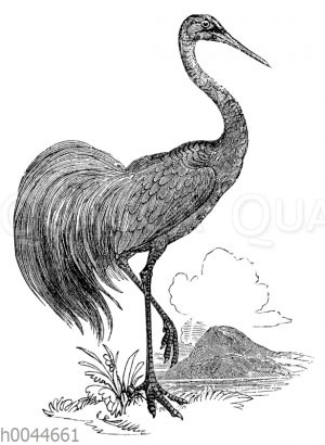 Silberreiher