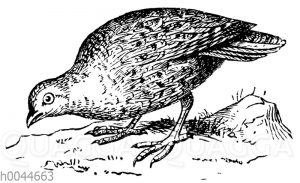Rebhuhn