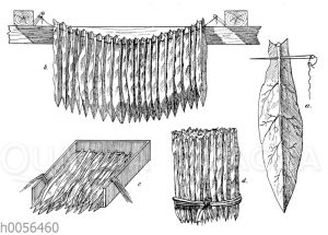 Trocknen und Packen des Tabaks