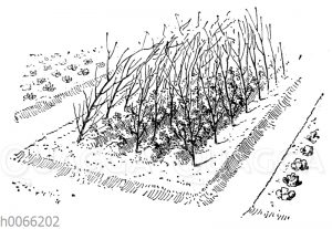 Stecken von Gartenerbsen an Reisern