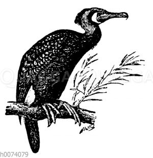 Kormoran