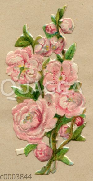 Glanzbild: Rosafarbene Kirschblüte