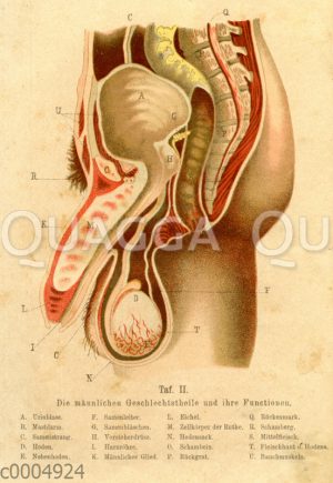 Die männlichen Geschlechtsteile und ihre Funktionen
