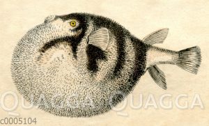 Kugelfisch