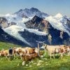 Kühe an der Tränke vor Schweizer Bergpanorama