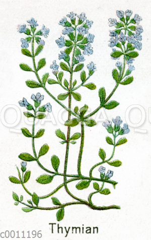 Thymian