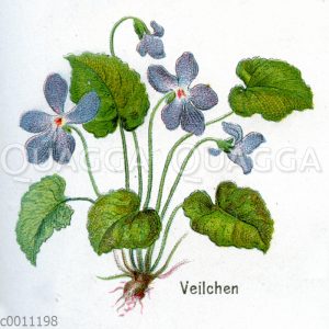 Veilchen