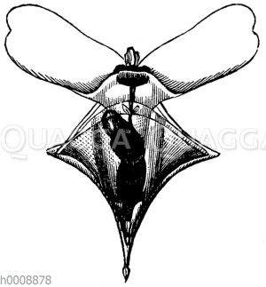 Cleodora lanceolata