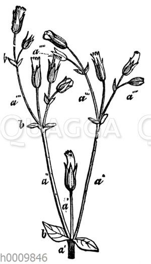 Cerastium tetrandrum