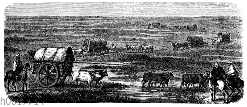 Ochsenkarawane in den Pampas