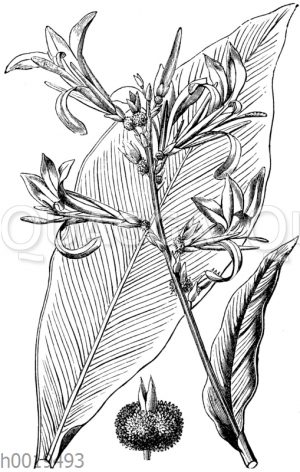 Indisches Blumenrohr