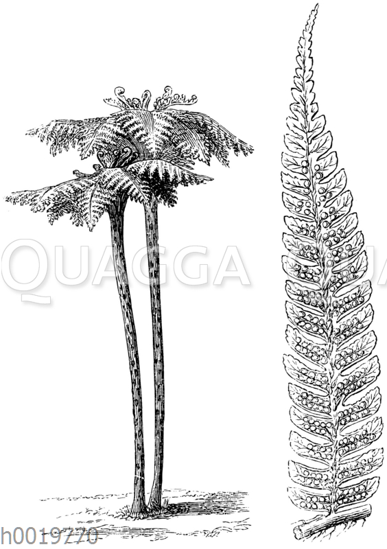 Cyathea boconensis