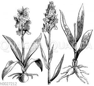Knabenkraut