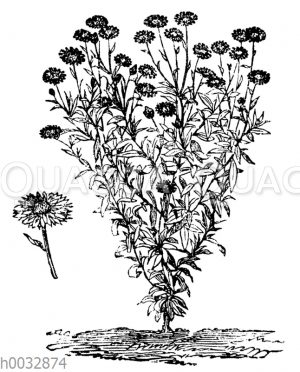 Garten-Strohblume