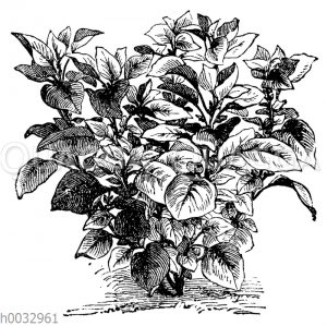 Amarantus melancholicus ruber