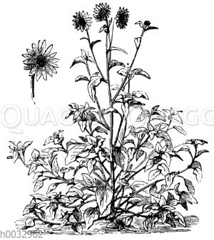 Helianthus argyrophyllus