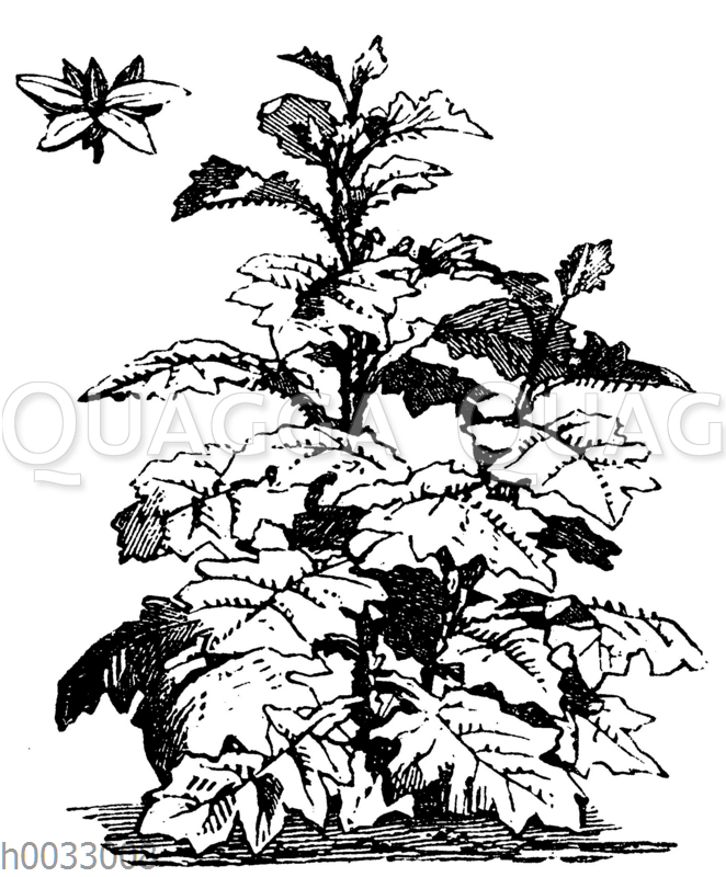Solanum robustum Quagga Illustrations