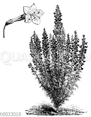 Ipomopsis elegans