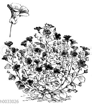 Trichtermalve