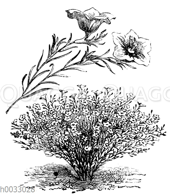 Nierembergia gracilis