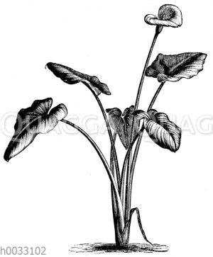 Richardia aethiopica