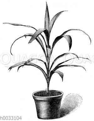 Dracaena rubra