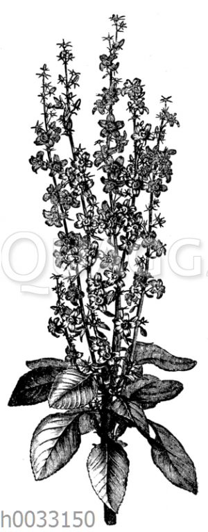 Campanula pyramidalis