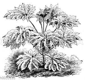 Aralia papyrifera