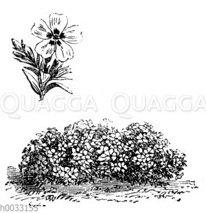 Phlox setacea