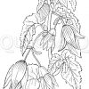 Begonia boliviensis