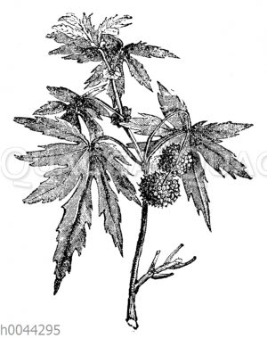 Platanaceae - Platanengewächse