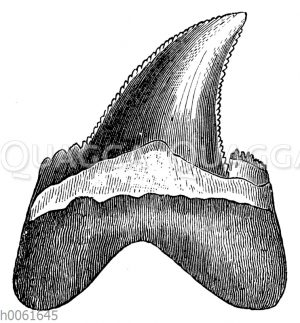 Fossiler Haizahn