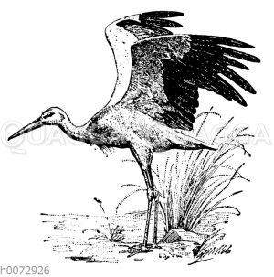 Weißstorch