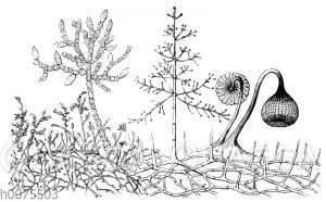 Schimmelbildungen