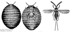 Cochenillelaus. Weibchen und Männchen