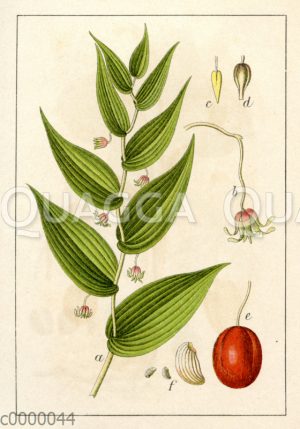 Ästiges Salomonssiegel