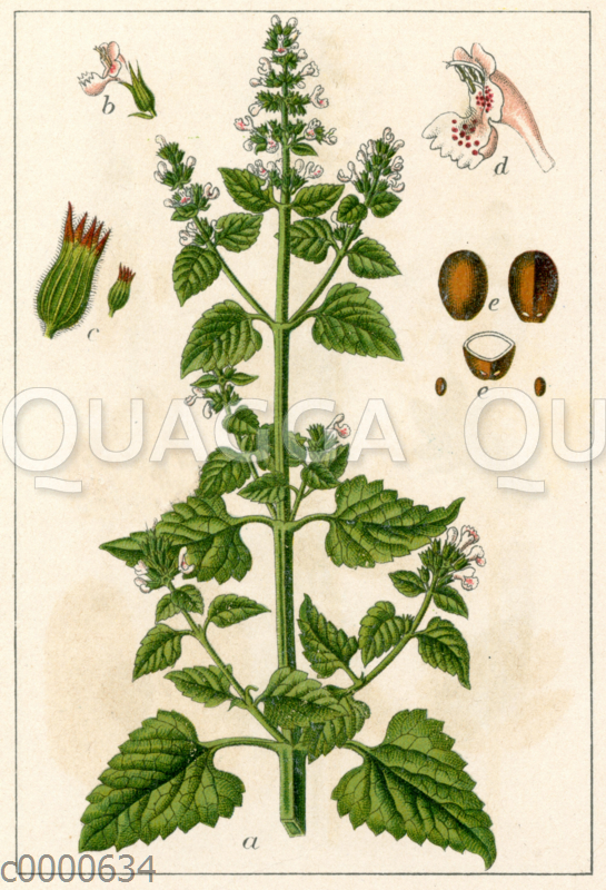 Bilder Katzenminze: A Fun and Relaxing Drawing Adventure!