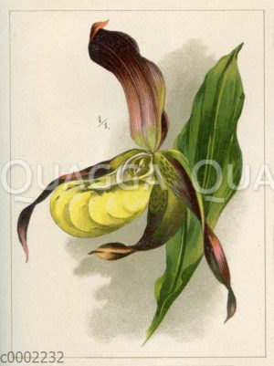 Frauenschuh