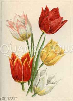 Tulpen: Duc van Tholl.