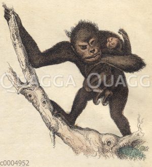 Schimpansenmutter mit Baby