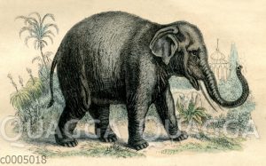 Indischer Elefant