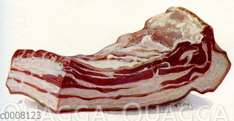 Bauchstück vom Schwein